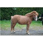 Poney Shetland