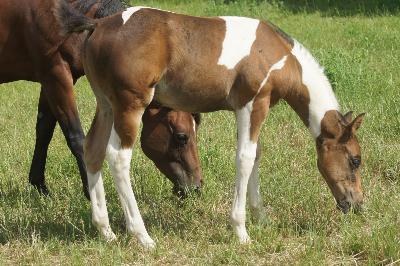 Cheval paint horse