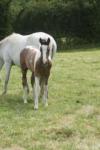 PAINT HORSE / LIPIZZAN