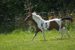 Jeune Cheval paint horse