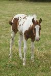 Cheval paint horse