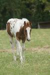 Cheval paint horse