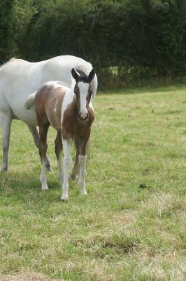 PAINT HORSE / LIPIZZAN