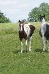 Jeune Cheval paint horse