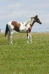 Jeune Cheval paint horse